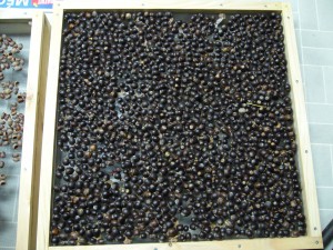 noix,glands chne jaune (quercus muehlenbergii )